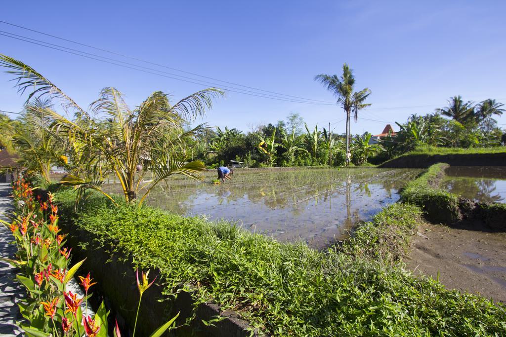 Baruna Sari Villa Ubud Buitenkant foto